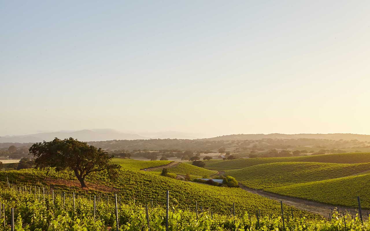 Vineyards and mountains on a Cape Winelands day trip from Cape Town through Stellenbosch and Franschhoek