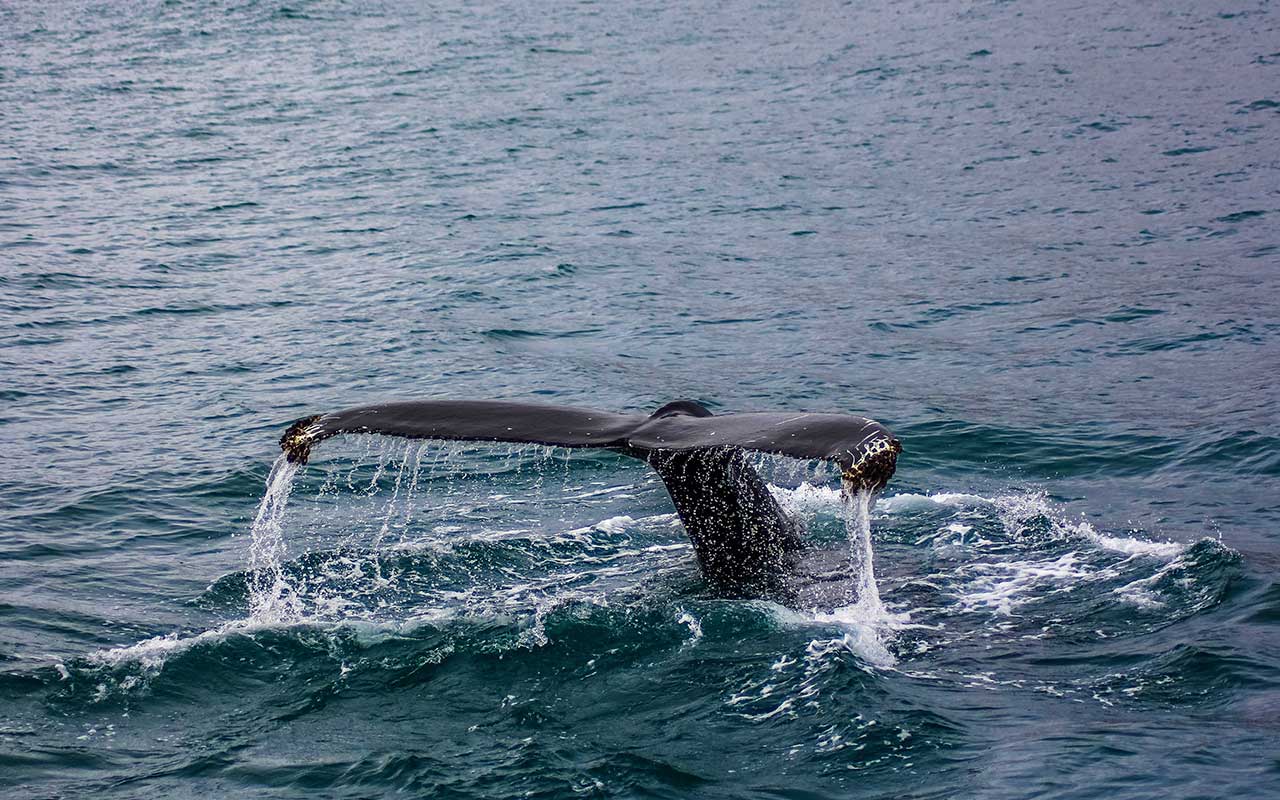 Whale watching on the cliffs at Hermanus on the Whale Route transfer from Cape Town